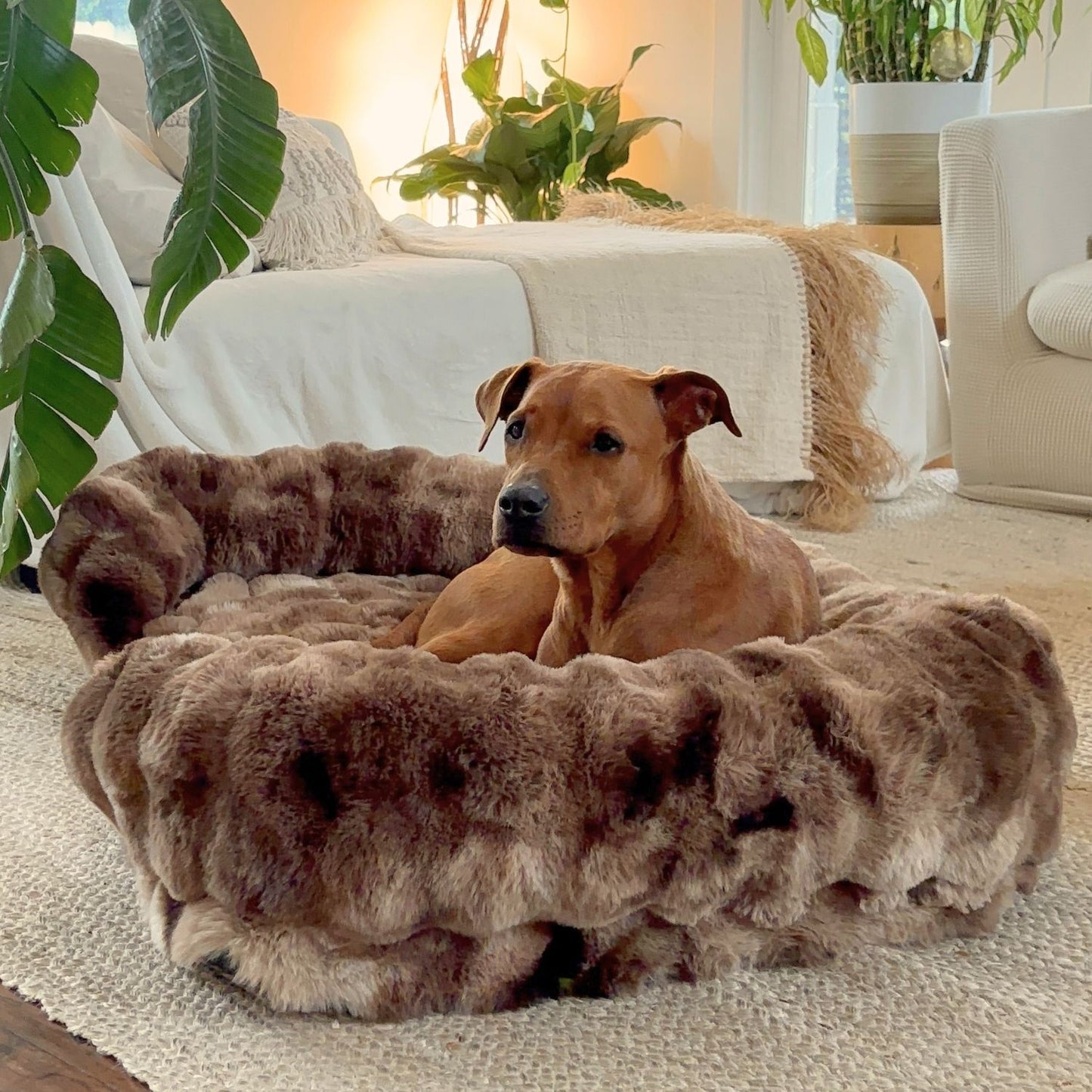 GI HUNDEN DIN GAVEN AV SØVN SOM LINDRER